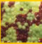 California Tree Fruit Association | California Table Grape Commission